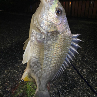 釣りはじめませんか？