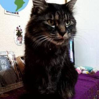 猫を探しています