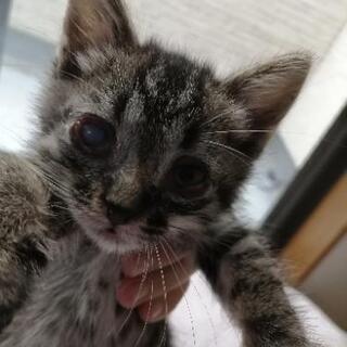 シマ模様の生後１ヶ月の子猫(オス)