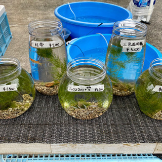 メダカ、多肉植物の販売してます！写真、水草追加の画像