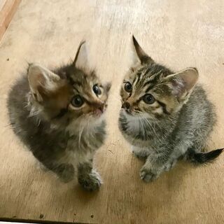 生後１ヶ月半？の子ねこの里親さんを募集しています（代理投稿）