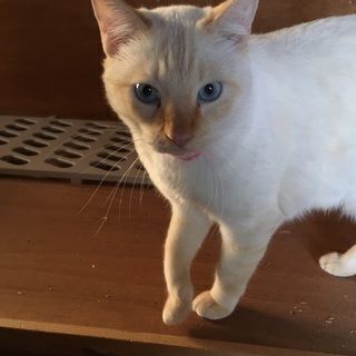 猫を探しています