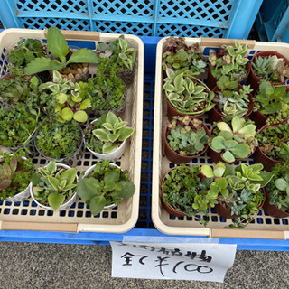 メダカ、多肉植物の販売してます！写真、水草追加の画像