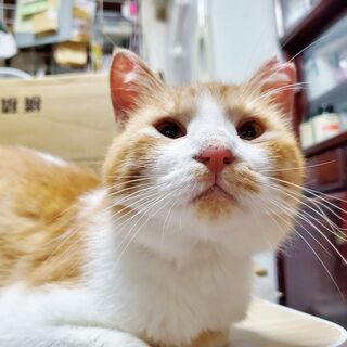 里親さま決定！　梅干顔の癒し系★つぶらな瞳でハート鷲掴み　チャロ