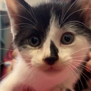 １ヶ月半くらいの子猫ちゃん
