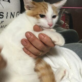 ふわふわした茶しろの可愛い男子（4か月ちょっと）