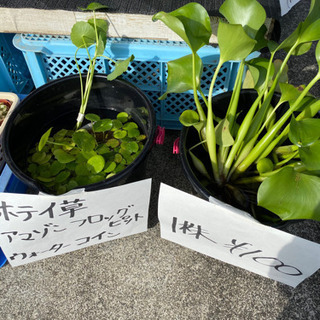 メダカ、多肉植物の販売してます！写真、水草追加の画像