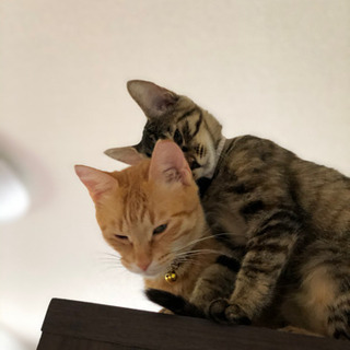 ネコカフェ気分で、ネコちゃんと遊びませんか！