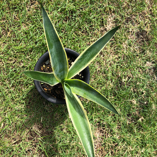 観葉植物 アガベ 斑入り