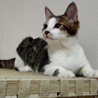 遊ぶの大好き！チャームポイントはお鼻の縁取り♪ ライム君