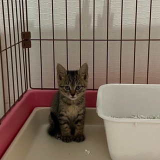 野良の子猫を保護しました。大事にしてくださる里親様お願いします。