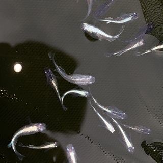 MIXめだか　　30匹＋αの画像