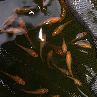 MIXめだか　　30匹＋α