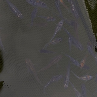 MIXめだか　　30匹＋αの画像