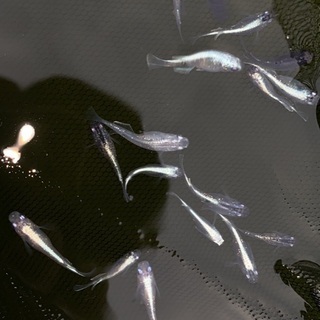 MIXめだか　　30匹＋αの画像