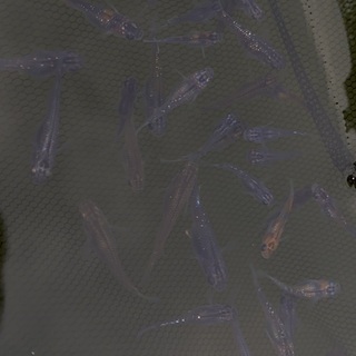 MIXめだか　　30匹＋αの画像