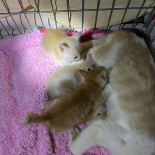 子猫 4匹