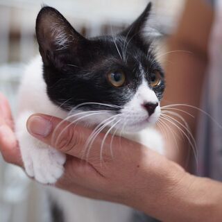 抱っこでゴロゴロこぱんちゃん - 猫