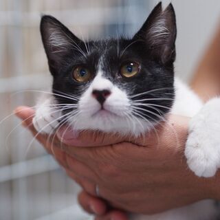 抱っこでゴロゴロこぱんちゃん − 兵庫県