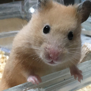 キンクマ姉妹