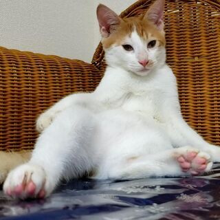 子猫なのにおっさんか！（笑）お茶目な甘えん坊ミント君