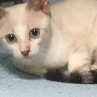 しっぽのシマ柄が可愛いクリーム色の男の子（生後4か月）