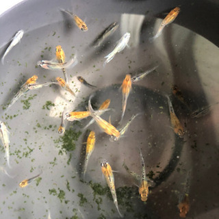 高級メダカ　煌(1〜2㎝)