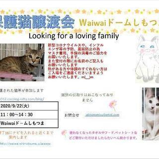 保護猫譲渡会　waiwaiドームしもつま9月