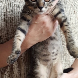 可愛いキジトラの兄妹です！