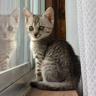 サバトラ約2か月弱メス