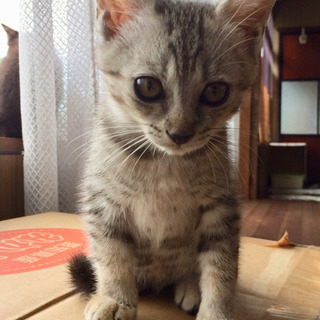 サバトラ約2か月弱メス - 猫