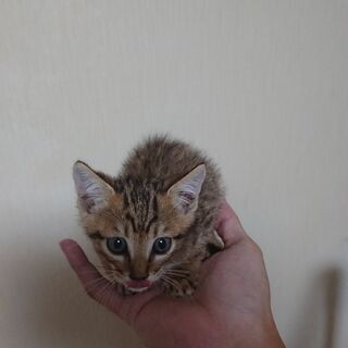 仔猫2～3ヵ月ぐらいかな
