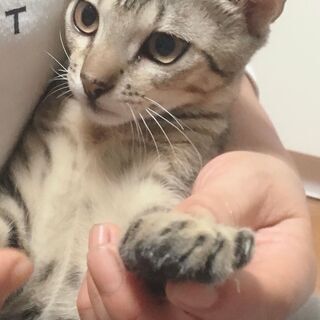 甘えん坊の可愛いキジトラ男子（生後4か月）