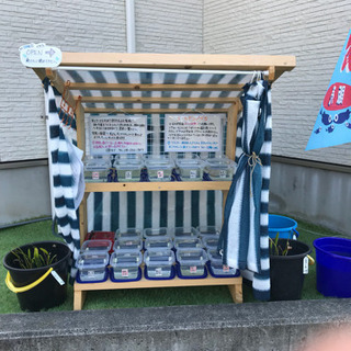 ゴールデンメダカ無人販売所 オーロラ黄ラメ 琥珀ラメ 紅白ラメ ...