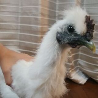 烏骨鶏　雄　はちみつくん
