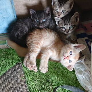 子猫たちの里親を探しています。子猫(２ヶ月)