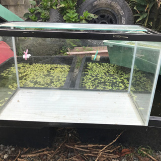 60cm 水槽　熱帯魚　金魚　めだかの画像