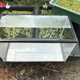 60cm 水槽　熱帯魚　金魚　めだかの画像
