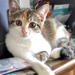 三毛の可愛さがぎゅっ💕ももちゃん3ヶ月半