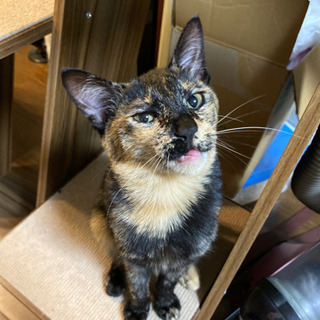 おしゃべりサビ猫・生後5〜6ヵ月（再掲載です）
