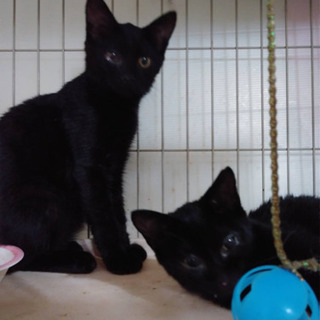 【家族に迎えていただけました！】黒猫のリリーちゃん【人気です】