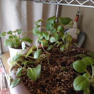 セントポーリア10鉢の画像