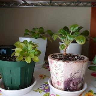 セントポーリア10鉢の画像