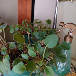 セントポーリア10鉢の画像