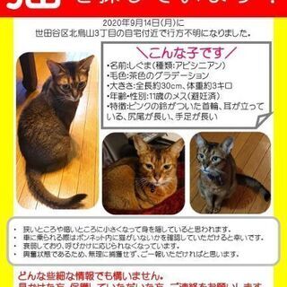 猫を探しています/東京都世田谷区