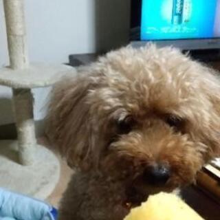 犬友達 − 山口県