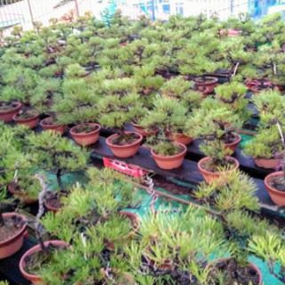 盆栽もらってください！問合せ多数のため、募集を中止いたしますの画像