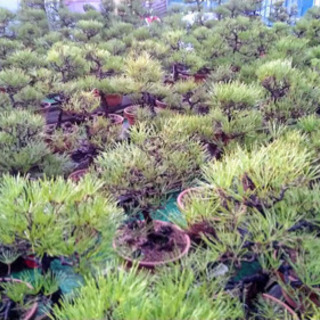 盆栽もらってください！問合せ多数のため、募集を中止いたしますの画像