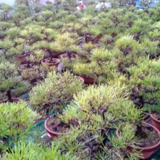 盆栽もらってください！問合せ多数のため、募集を中止いたしますの画像