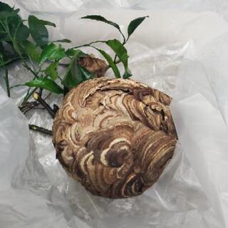 蜂の巣駆除　スズメバチ　アシナガバチ　相模原の便利屋